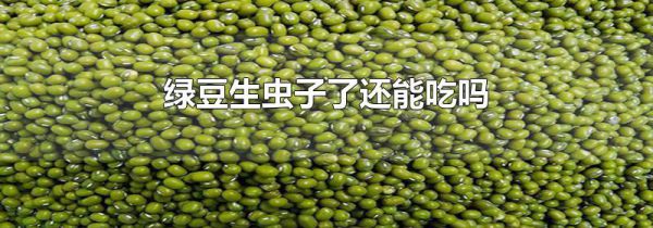 绿豆生虫子了还能吃吗