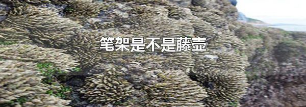 笔架是不是藤壶
