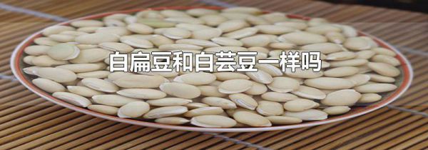 白扁豆和白芸豆一样吗