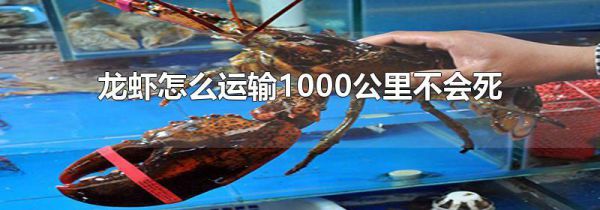 龙虾怎么运输1000公里不会死