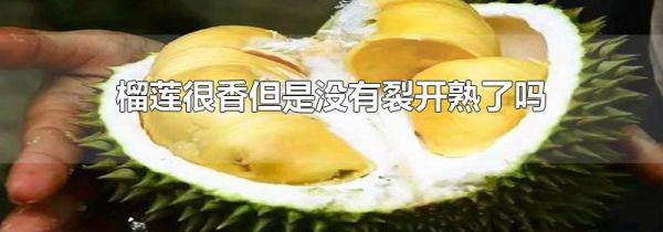 榴莲很香但是没有裂开熟了吗