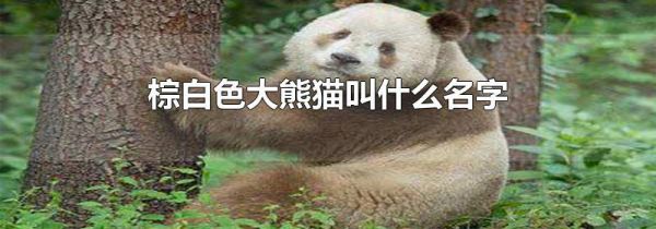 棕白色大熊猫叫什么名字