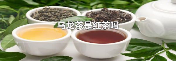 乌龙茶是红茶吗