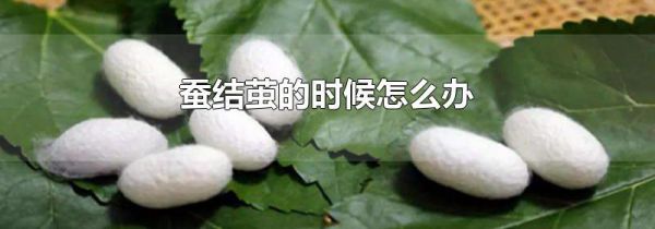 蚕结茧的时候怎么办