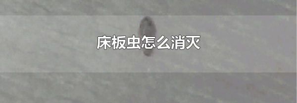 床板虫怎么消灭