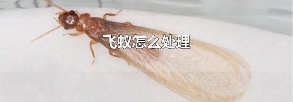飞蚁怎么处理
