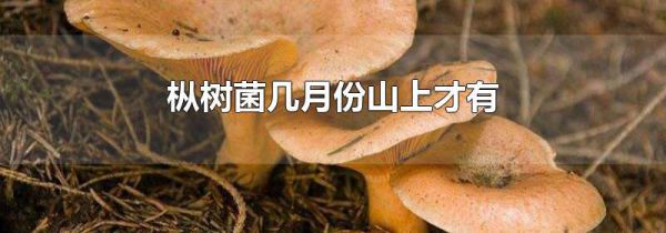 枞树菌几月份山上才有