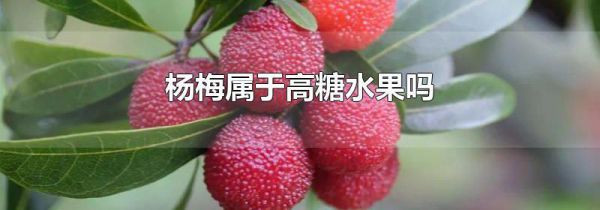 杨梅属于高糖水果吗