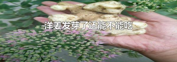 洋姜发芽了还能不能吃