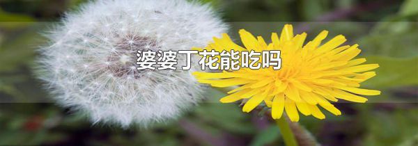 婆婆丁花能吃吗