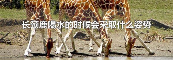 长颈鹿喝水的时候会采取什么姿势