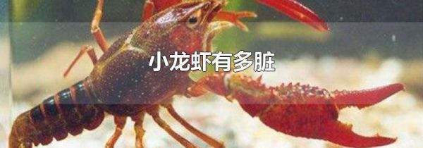 小龙虾有多脏