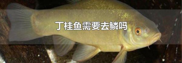 丁桂鱼需要去鳞吗