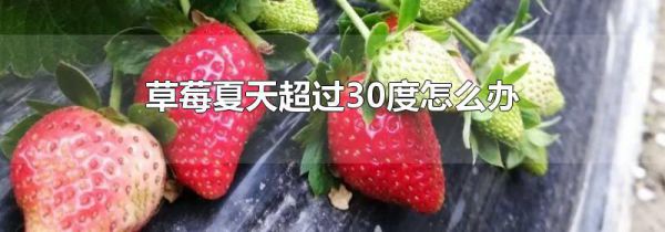 草莓夏天超过30度怎么办