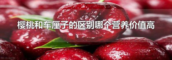 樱桃和车厘子的区别哪个营养价值高