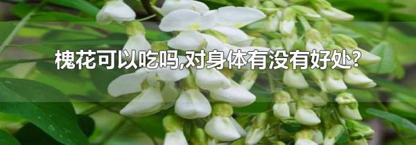 槐花可以吃吗,对身体有没有好处?