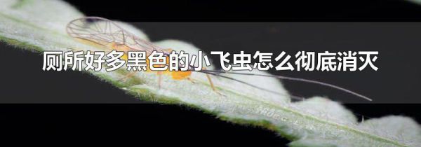 厕所好多黑色的小飞虫怎么彻底消灭
