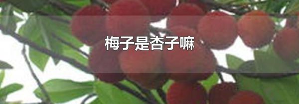 梅子是杏子嘛