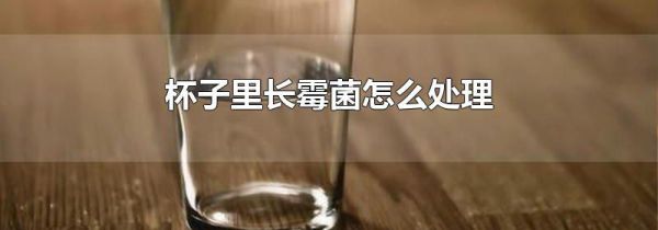 杯子里长霉菌怎么处理
