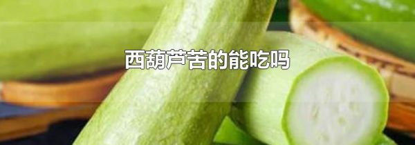 西葫芦苦的能吃吗