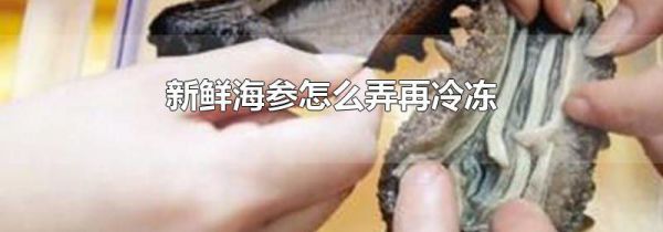 新鲜海参怎么弄再冷冻