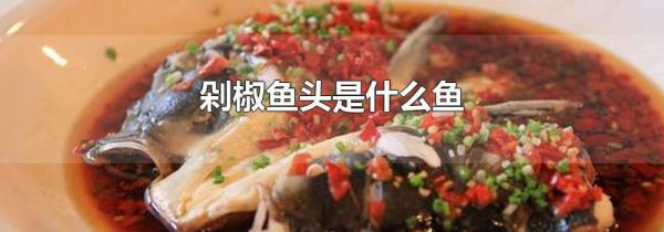 剁椒鱼头是什么鱼