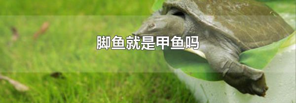 脚鱼就是甲鱼吗
