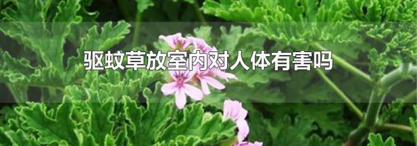 驱蚊草放室内对人体有害吗