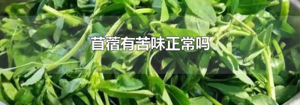 苜蓿有苦味正常吗