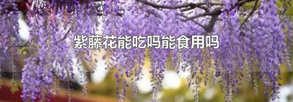 紫藤花能吃吗能食用吗