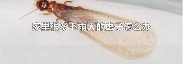 家里很多下雨天的虫子怎么办