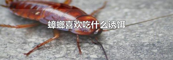 蟑螂喜欢吃什么诱饵