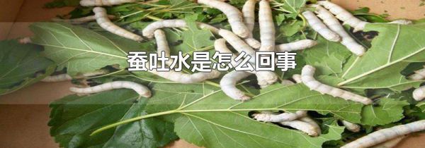 蚕吐水是怎么回事