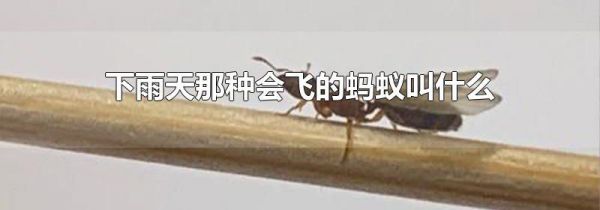 下雨天那种会飞的蚂蚁叫什么