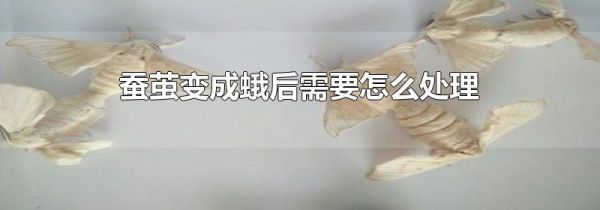 蚕茧变成蛾后需要怎么处理