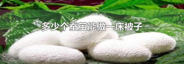 多少个蚕茧能做一床被子