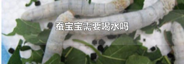 蚕宝宝需要喝水吗