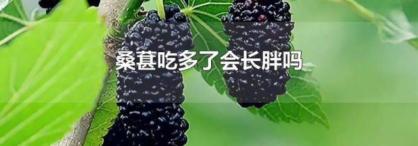 桑葚吃多了会长胖吗