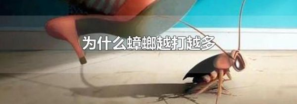 为什么蟑螂越打越多