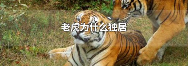 老虎为什么独居