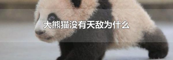 大熊猫没有天敌为什么
