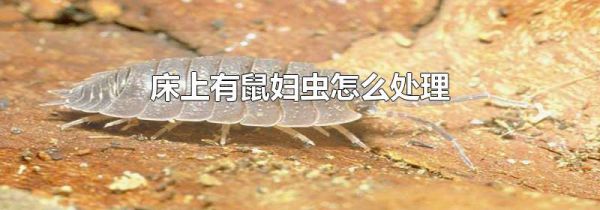 床上有鼠妇虫怎么处理