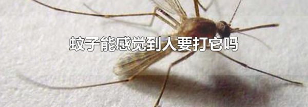 蚊子能感觉到人要打它吗