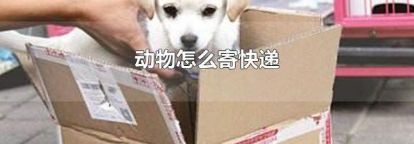 动物怎么寄快递