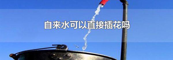 自来水可以直接插花吗