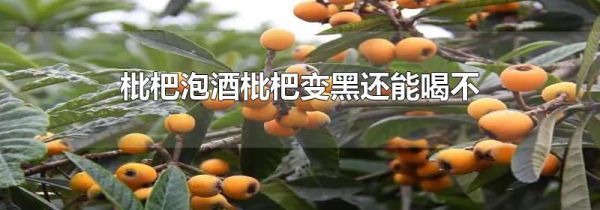 枇杷泡酒枇杷变黑还能喝不