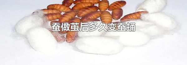 蚕做茧后多久变蚕蛹