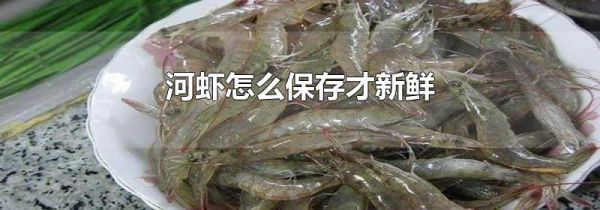 河虾怎么保存才新鲜