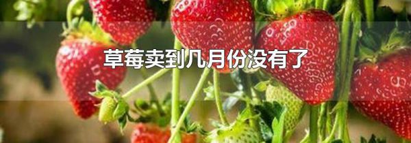 草莓卖到几月份没有了