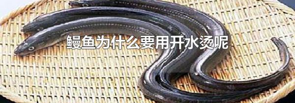 鳗鱼为什么要用开水烫呢